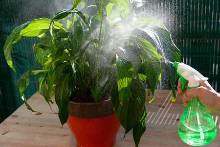 young woman watering houseplants with a sprayerの写真素材