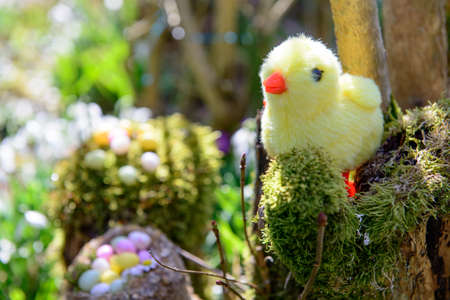 chicken stuffed with Easter eggs in the gardenの写真素材