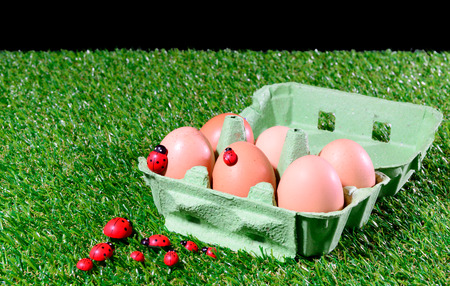 Six fresh eggs in a box on the grass with red ladybug