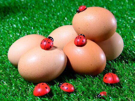 Six fresh eggs in the grass with ladybugsの写真素材