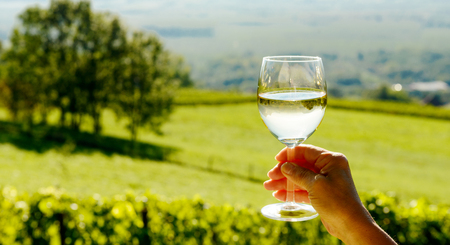 glass of white wine exposed towards the sun, vineyard on backgroundの写真素材
