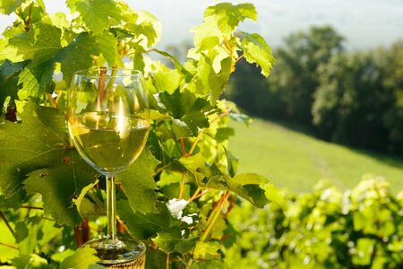 glass of white wine exposed towards the sun, vineyard on backgroundの写真素材