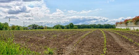panorama of land cultivated with plantations