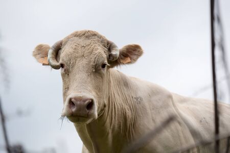 a white cow in a meadowの写真素材