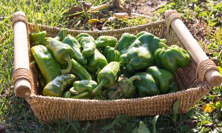 Basket with green peppers in the gardenの写真素材