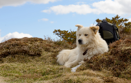 the beautiful Pyrenean Mountain dog