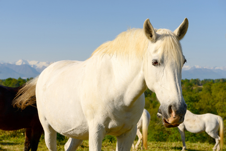 a portrait of a beautiful white horseの写真素材