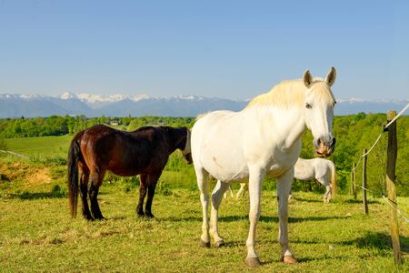 Horses in the meadow, the  Pyrenees mountains in backgroundの写真素材