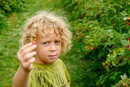 a little blond boy picking raspberries in the gardenの写真素材
