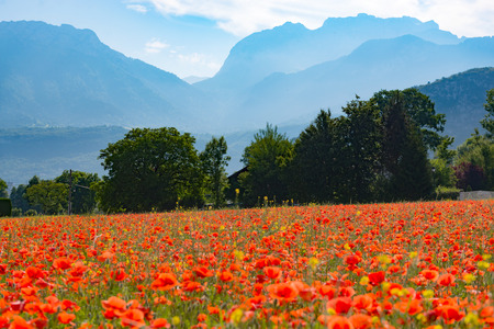 Field of poppies with the mountain in the backgroundの写真素材