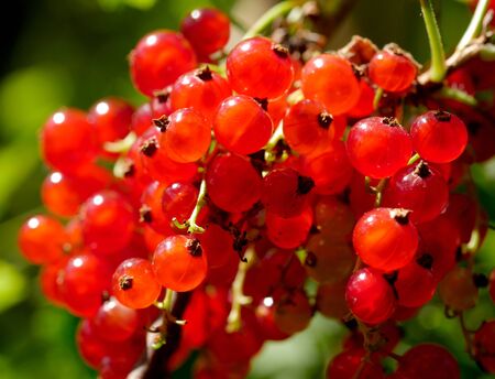the ripe red currants in the garden