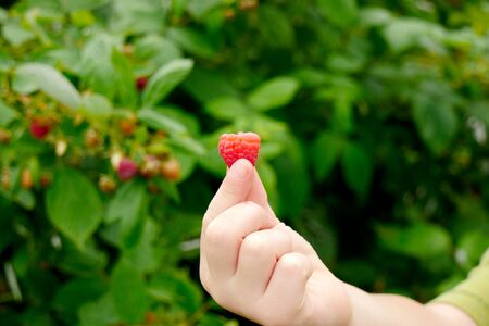 an hand of a little boy with a raspberryの写真素材