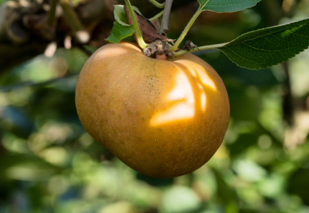 a yellow apple growing on tree in the orchard