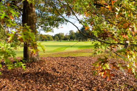 a tree on a golf course in autumnの写真素材