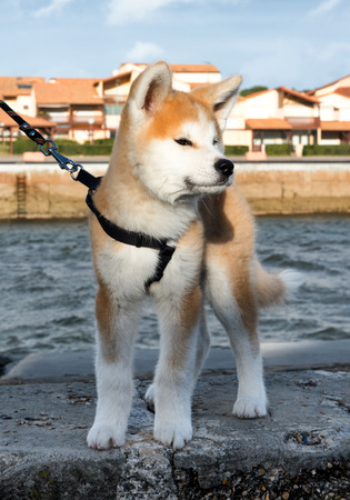 a beautiful brown siberian husky puppy, outdoorの写真素材