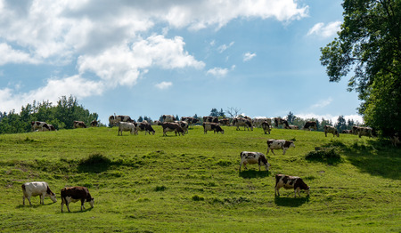 Cows grazing in the pastures of the Alpsの写真素材