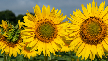 a close up of sunflower in field at summerの写真素材
