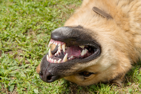 a close-up of the head of a German Shepherd dogの写真素材