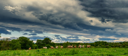 cows and a threatening cloudy sky. Menacing clouds above the landscapeの写真素材
