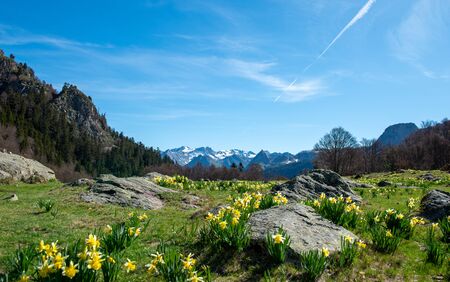 a mountains range with daffodils (French Pyrenees)の写真素材