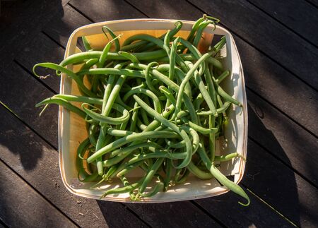 the delicious green beans from the gardenの写真素材