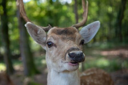 a close-up of the head of a young deerの写真素材