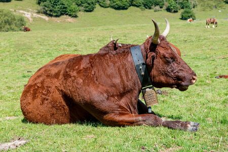 a cow In the mountain meadow,  with cowbell, French Pyrenees, Bearn