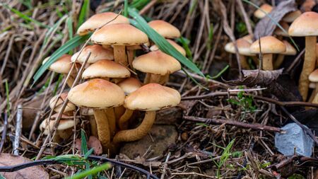 mushrooms in the ground at autumn saisonの写真素材