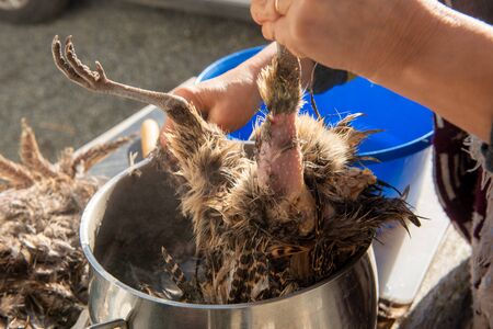 a close up of woman plucking a pheasantの写真素材
