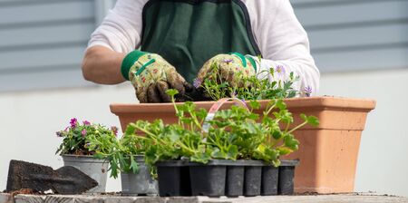 Hands  woman potting geranium flowers, outdoors