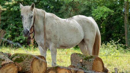 a white horse grazing in pastureの写真素材
