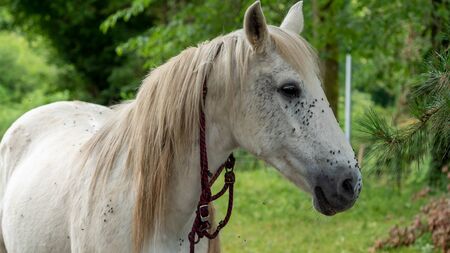 a close up of head of white horseの写真素材