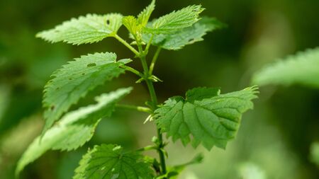 a close up of a nettle in the wild