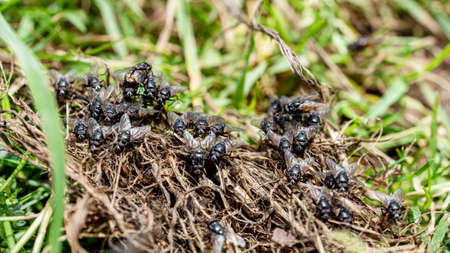 many dung flies on the groundの写真素材
