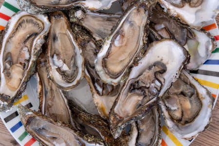 High angle view of oysters in a plate