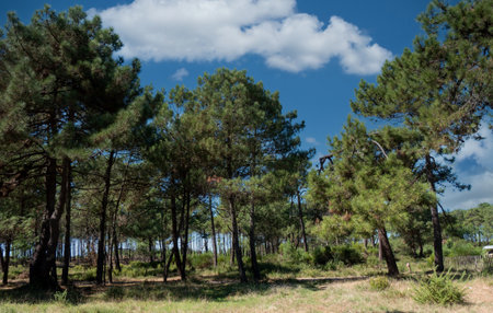 view of pinewood forest with blue skyの写真素材
