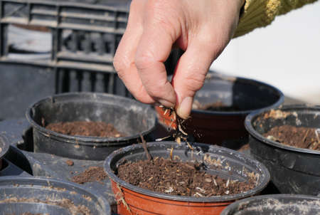 a close up of woman hands gardening