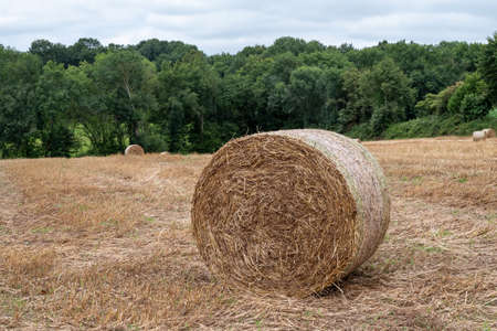 a harvested field with straw balesの写真素材