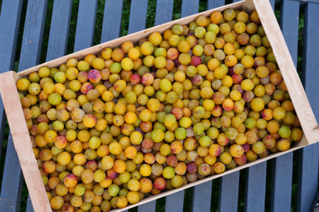Yellow mirabelle plums in a wooden crateの写真素材