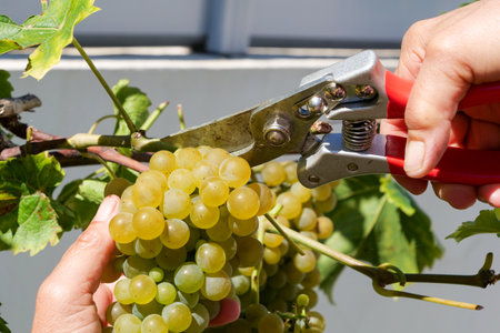 a close up of worker hands cutting grapes