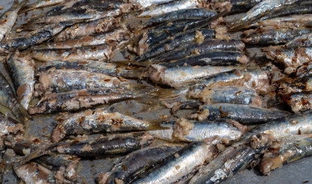 Grilled sardines on a barbecue..the grilled foodの写真素材
