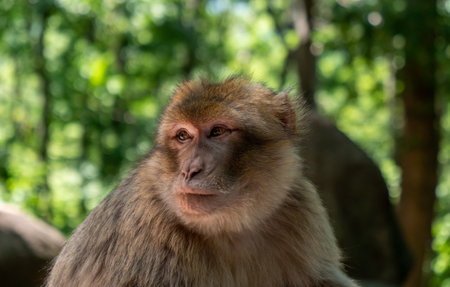 Barbary macaque, Macaca sylvanus, a primate head portrait