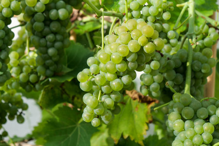 Bunch of yellow grapes in the vineyardの写真素材