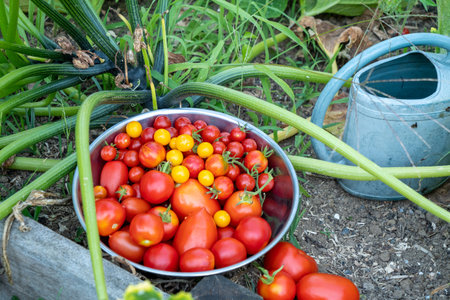 Different tomatoes in baskets near the greenhouse.の写真素材