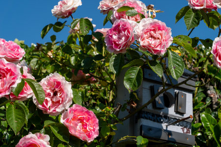 pink roses in the garden, a blue skyの写真素材