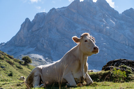 A cow is laying down in a grassy field next to a mountain. The scene is peaceful and serene, with the cow looking out over the landscapeの写真素材