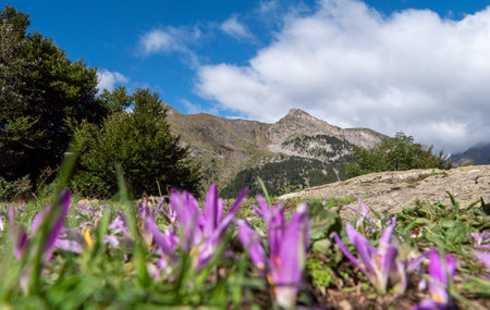 A beautiful mountain range with a clear blue sky and a few clouds. The mountains are covered in trees and the grass is lush and greenの写真素材