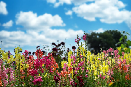 A field of flowers with a blue sky in the background. The flowers are a mix of pink, yellow, and purpleの写真素材