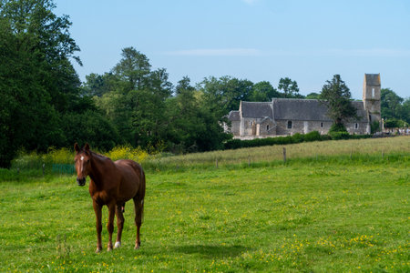 A brown horse is standing in a grassy field next to a church. The scene is peaceful and serene, with the horse being the focal point of the imageの写真素材