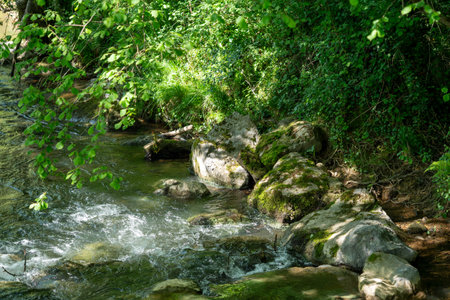 A stream with moss growing on the rocks. The water is clear and the rocks are scattered throughout...